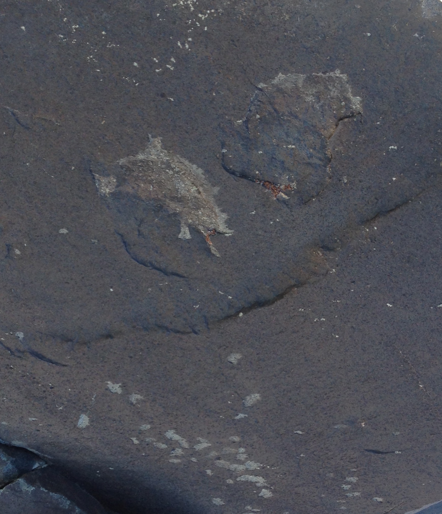 A petroglyph of something sitting on top of a rock? Looking at the stars? 