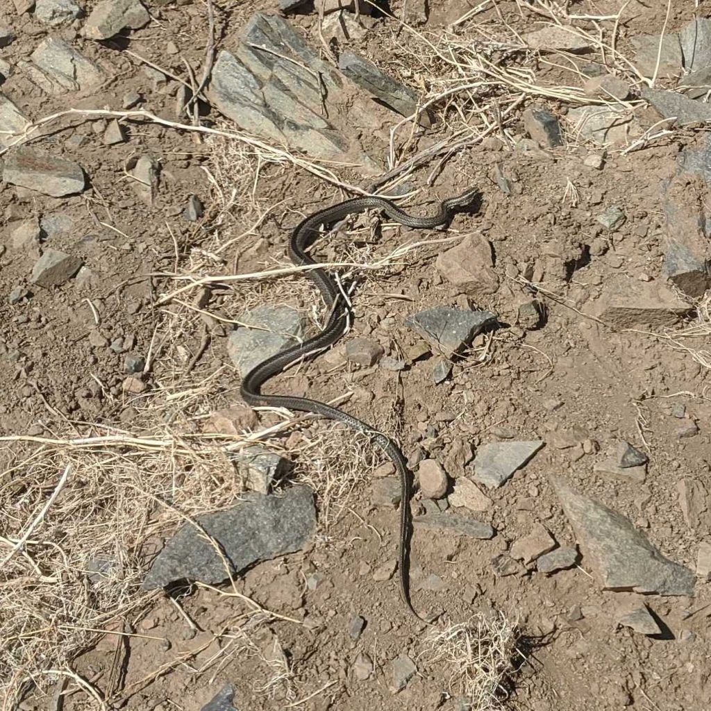 A sandy gray-brown snake on the ground, snaking away from the camera