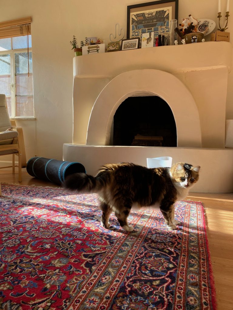 Cat in a sunbeam on a carpet in a house