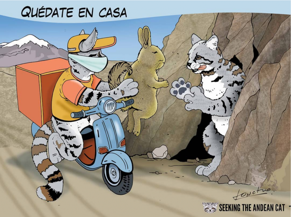 Cartoon depicting an Andean cat as a delivery driver on a moped, handing a viscacha to a hungry Andean cat emerging from its burrow to accept its delivery