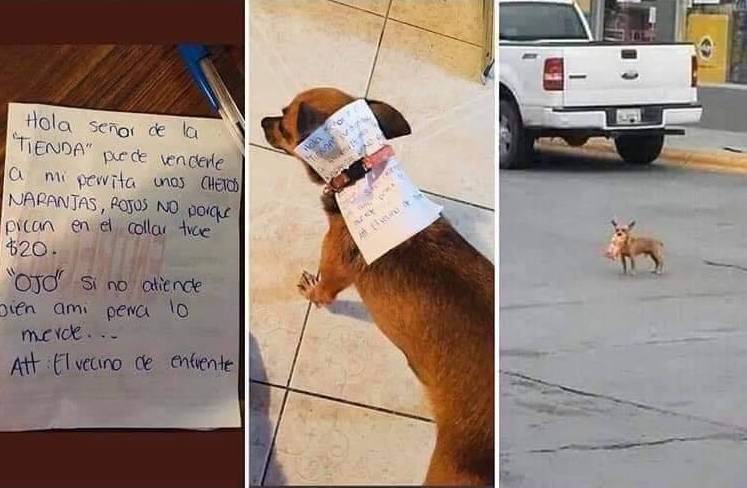 Three panels showing the letter (translated in caption), letter tucked into dog collar, and dog outside with cheetos in mouth