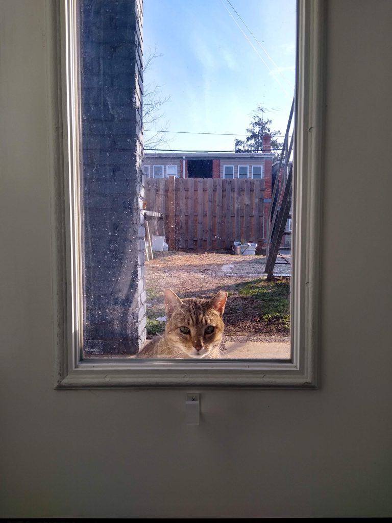 A cat looks through the window