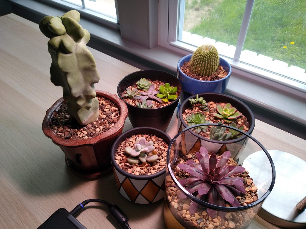 succulents on a desk