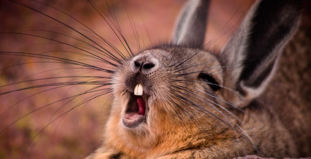 Mountain Viscacha (Lagidium viscacia) yawning, near the salt lake, Salar de Surire, in the province of Parinacota, far northern Chile