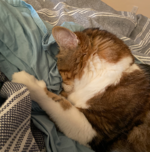 Cat burying his face in his blankets