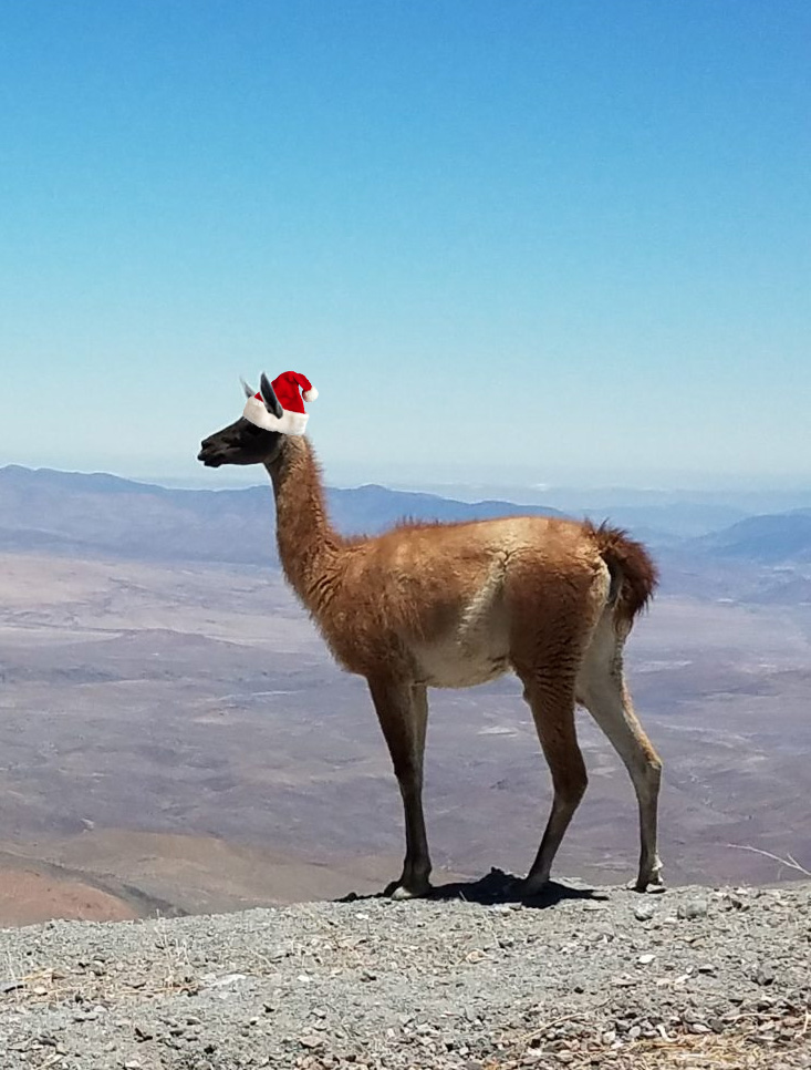 Guanaco in profile with a photoshopped Santa Claus hat.