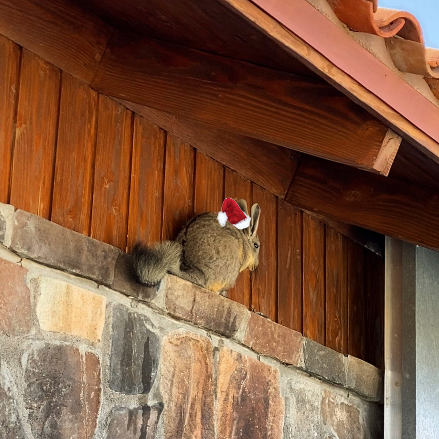 Vizcacha perched under the eaves of a building with a photoshopped Santa Claus hat