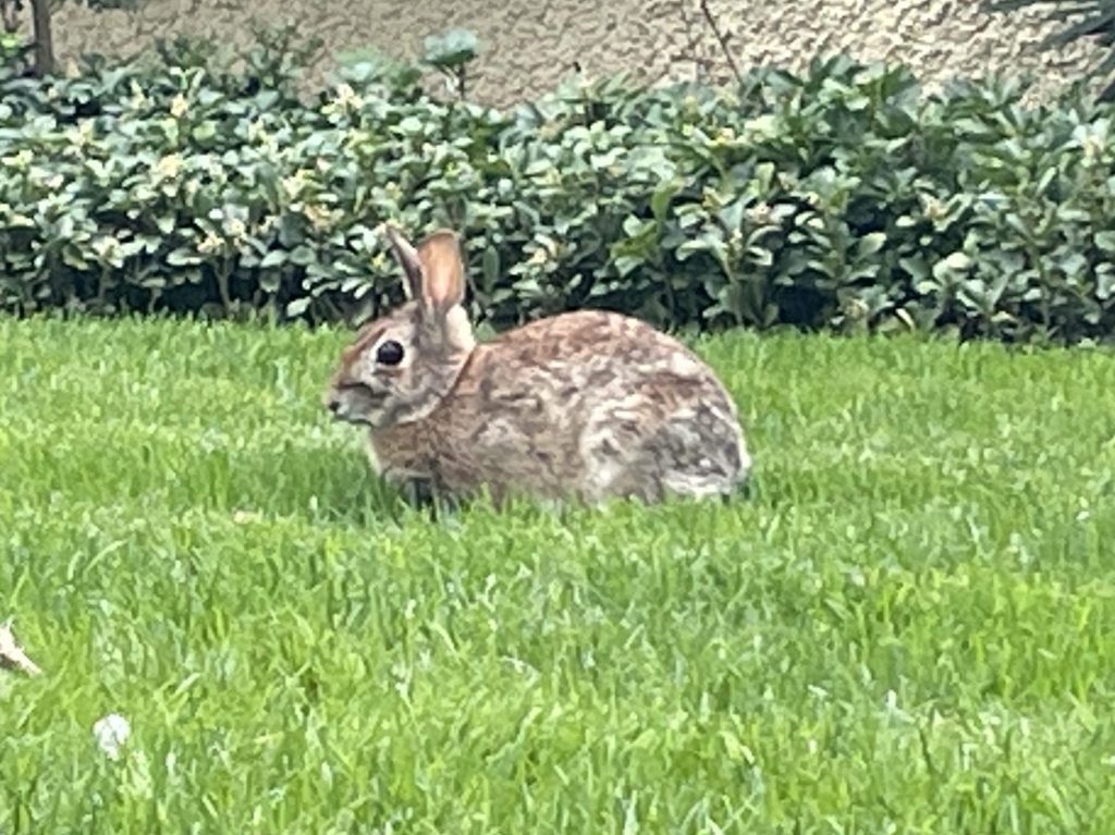 Arabbit, aka bunny, on my front lawn in Maryland.