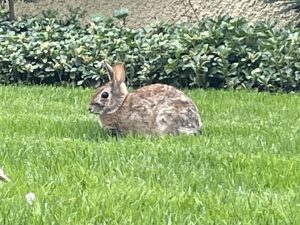 Arabbit, aka bunny, on my front lawn in Maryland.