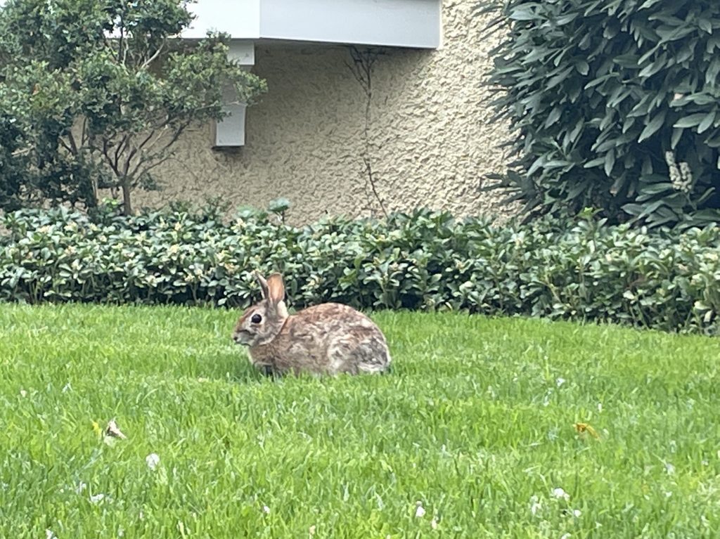 Arabbit, aka bunny, on my front lawn in Maryland.