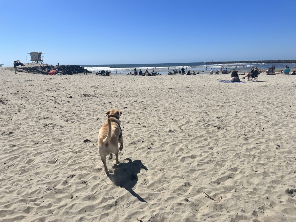 Day at the beach