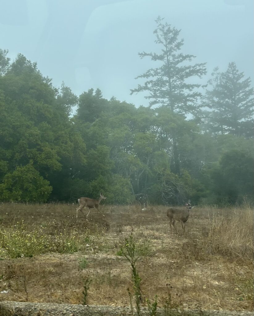 Not quite a guanaco, but I'll take it
