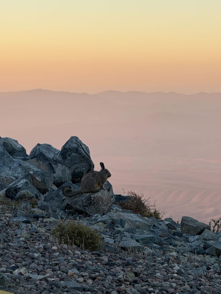 little vizzy in a big world