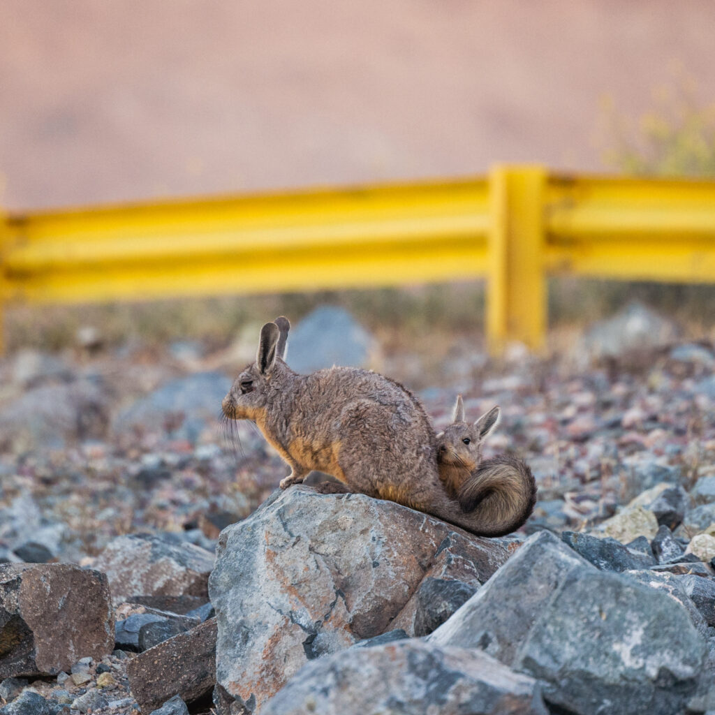 pretend to be rock with mama