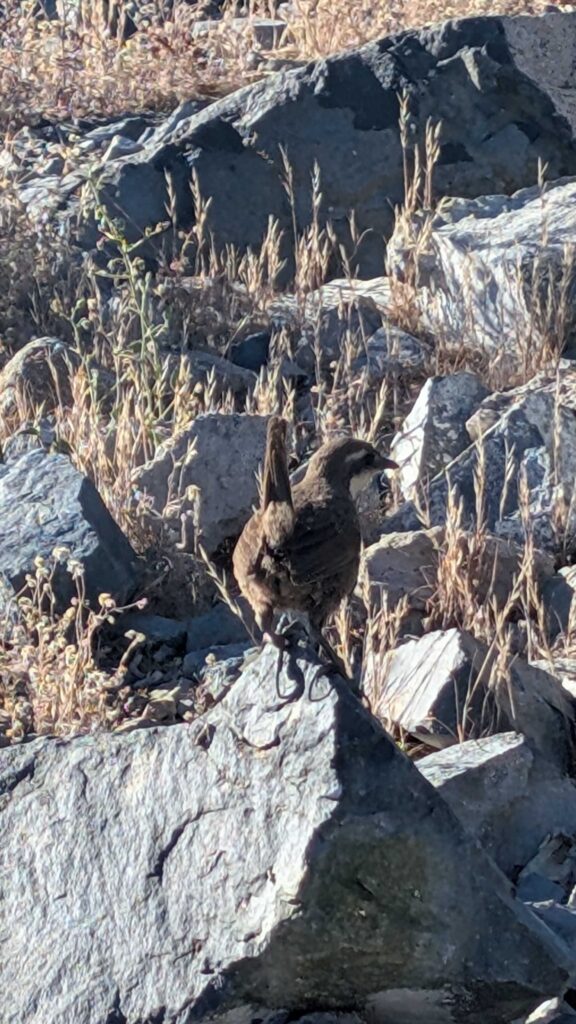 Moustached Turca showing us his tail
