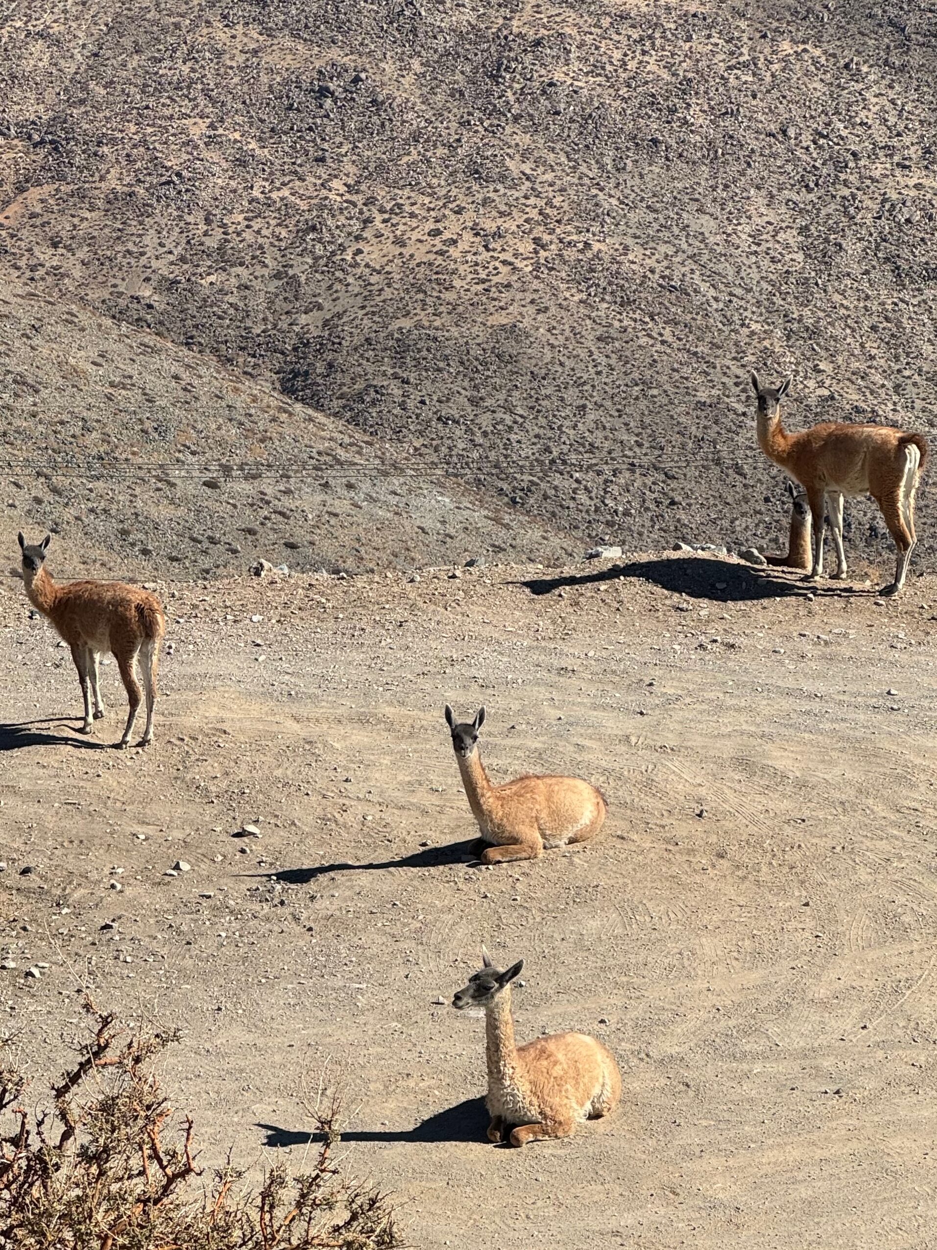 now imagine them running at 40 mph