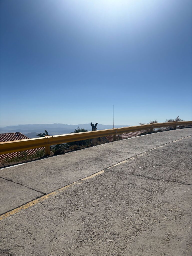 α burro is always watching