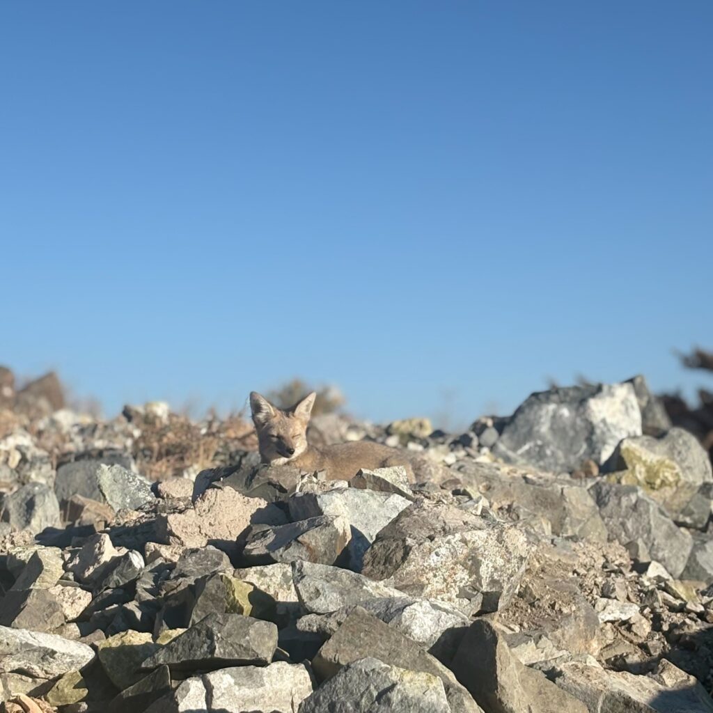 "Chillin in the sun" as the people from the Netherlands would say