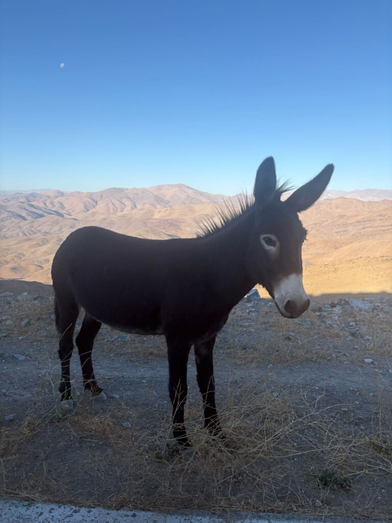 good lookin burro
