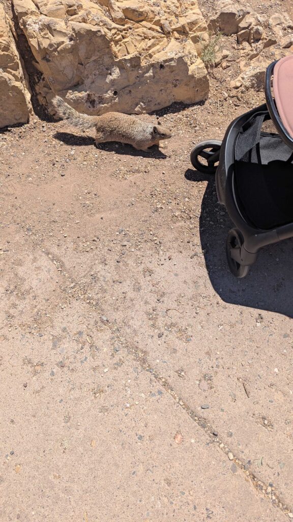 like a terminator it had identified the stroller